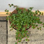 Skalník Dammerov (Cotoneaster dammeri) ´GREEN CARPET´ ⌀ 20-40 cm, kont. C2L